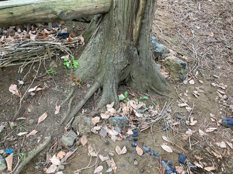 根回りに枝葉と石を用いた点穴